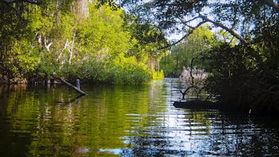 Guianan Forests & Savanna (NT21)