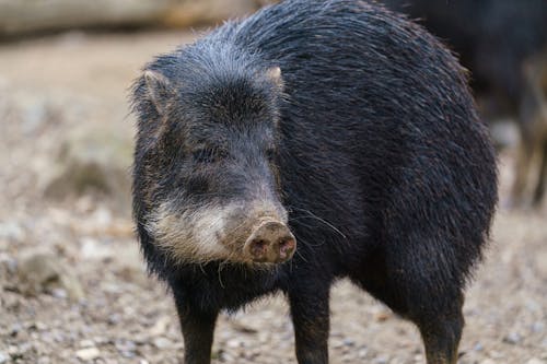 Chacoan peccary (Catagonus wagneri)